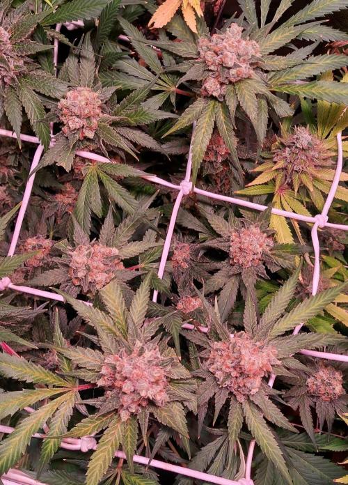 Sativa Lover - "The Classics". Week 17 - Jack Herer