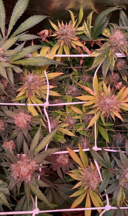 Sativa Lover - "The Classics". Week 17 - Lemon Skunk