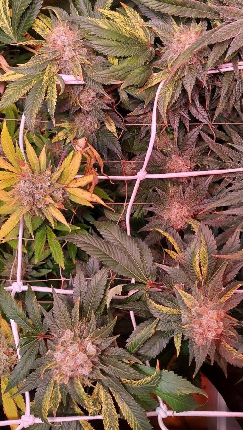 Sativa Lover - "The Classics". Week 17 - Acapulco Gold