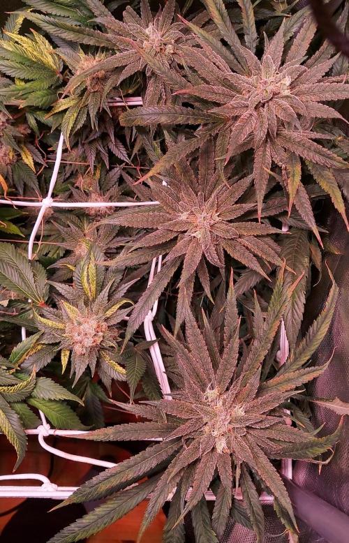 Sativa Lover - "The Classics". Week 17 - Blue Dream