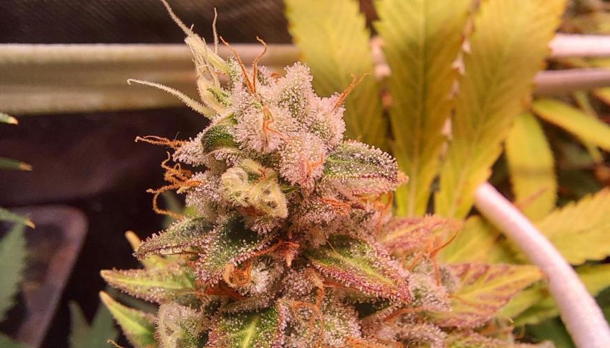 Sativa Lover - "The Classics". Week 17 - Lemon Skunk