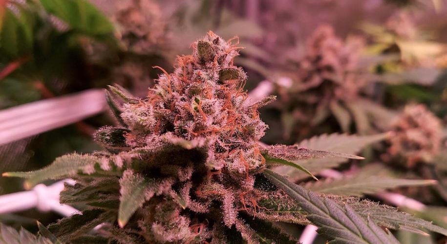 Sativa Lover - "The Classics". Week 17 - Diesel