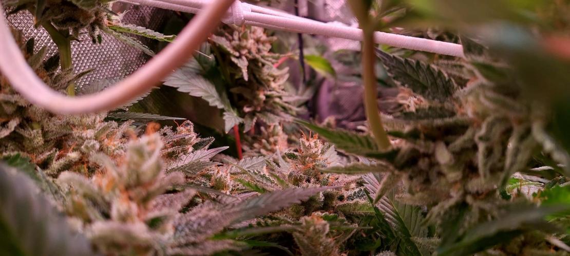 Sativa Lover - "The Classics". Week 17 - Diesel