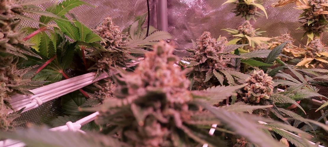 Sativa Lover - "The Classics". Week 17 - Diesel