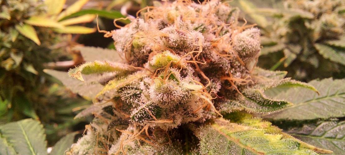 Sativa Lover - "The Classics". Week 17 - Acapulco Gold