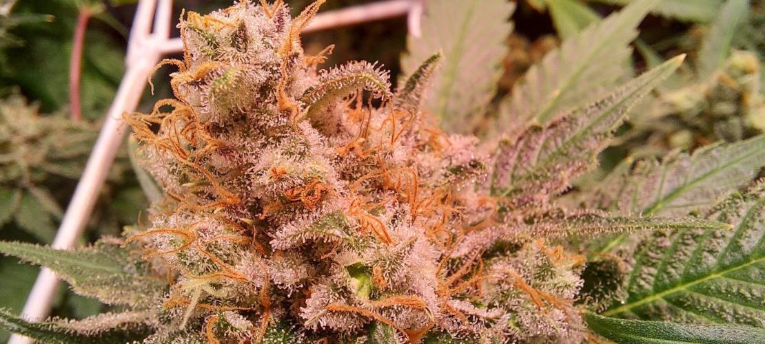 Sativa Lover - "The Classics". Week 17 - Diesel