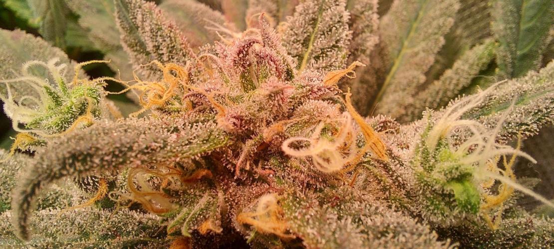 Sativa Lover - "The Classics". Week 17 - Blue Dream