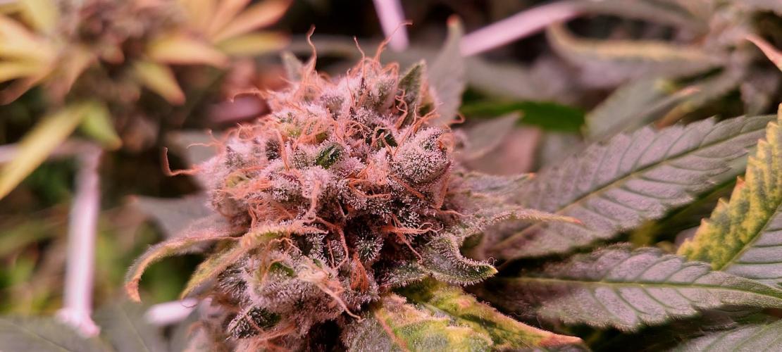 Sativa Lover - "The Classics". Week 17 - Acapulco Gold