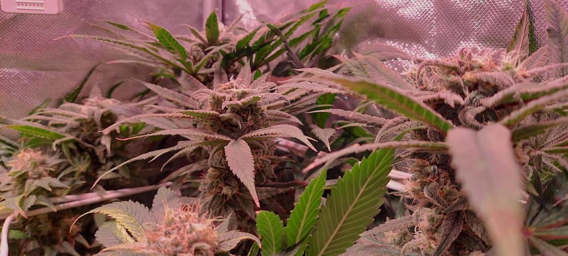 Sativa Lover - "The Classics". Week 17 - Blue Dream