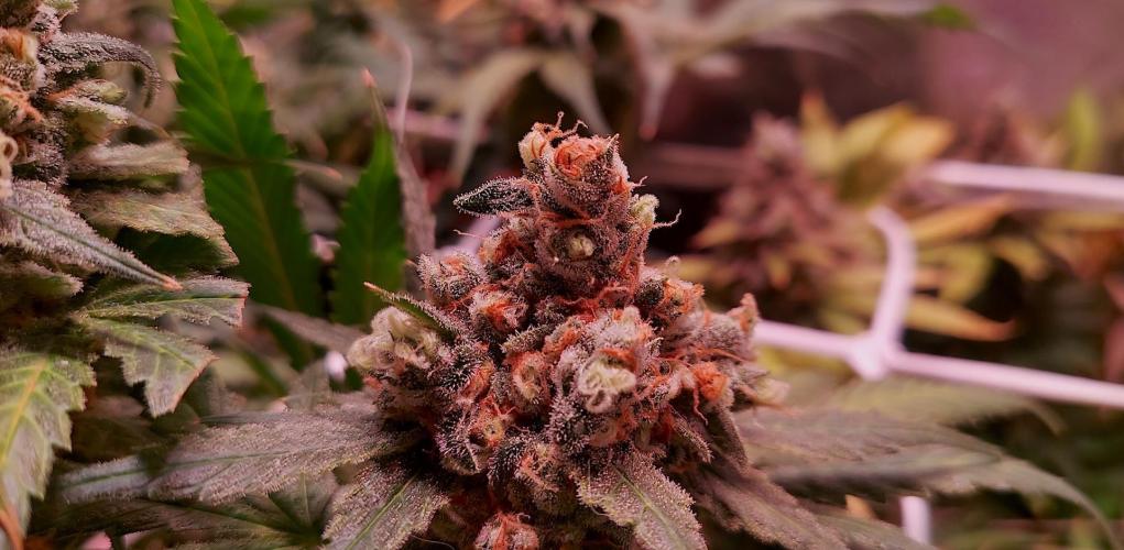 Sativa Lover - "The Classics". Week 17 - Jack Herer