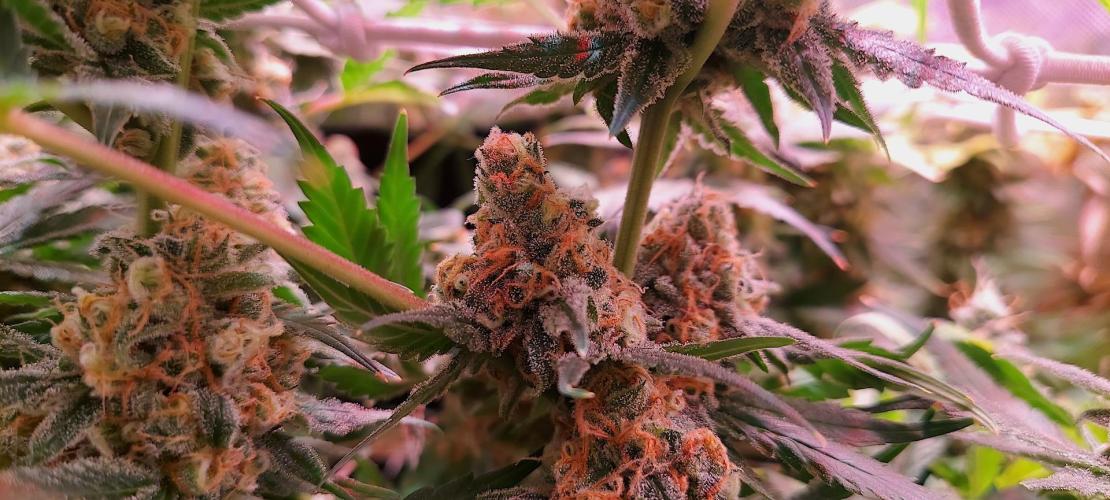 Sativa Lover - "The Classics". Week 17 - Jack Herer