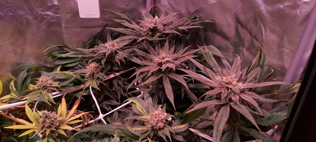 Sativa Lover - "The Classics". Week 17 - Blue Dream