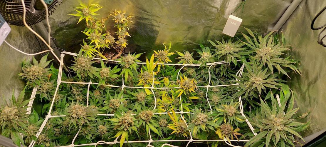 Sativa Lover - "The Classics". Week 18