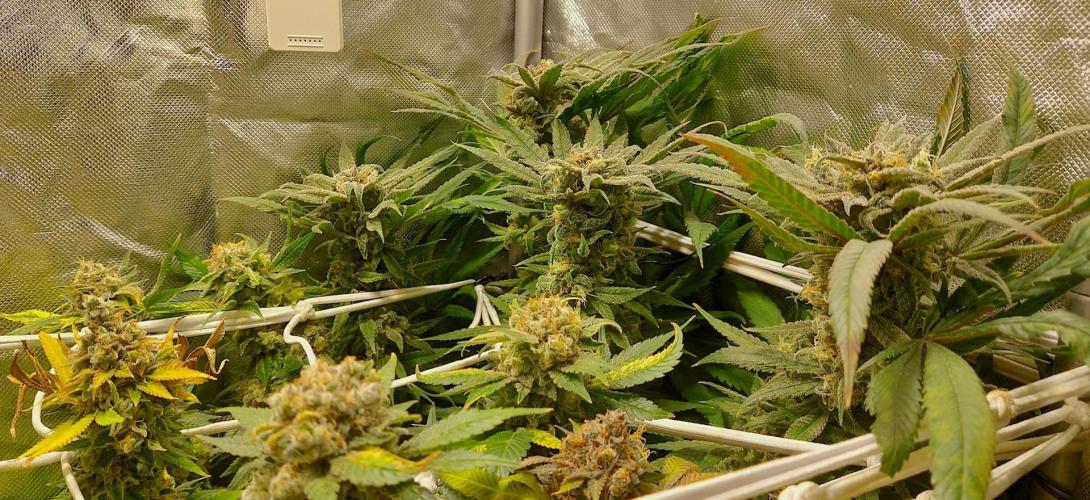 Sativa Lover - "The Classics". Week 18