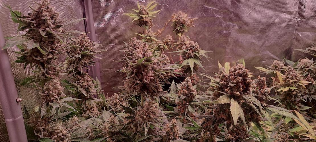 Sativa Lover - "The Classics". Week 18 - Diesel