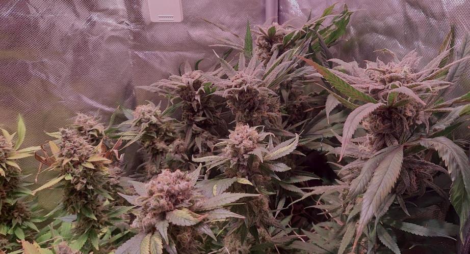 Sativa Lover - "The Classics". Week 18 - Blue Dream