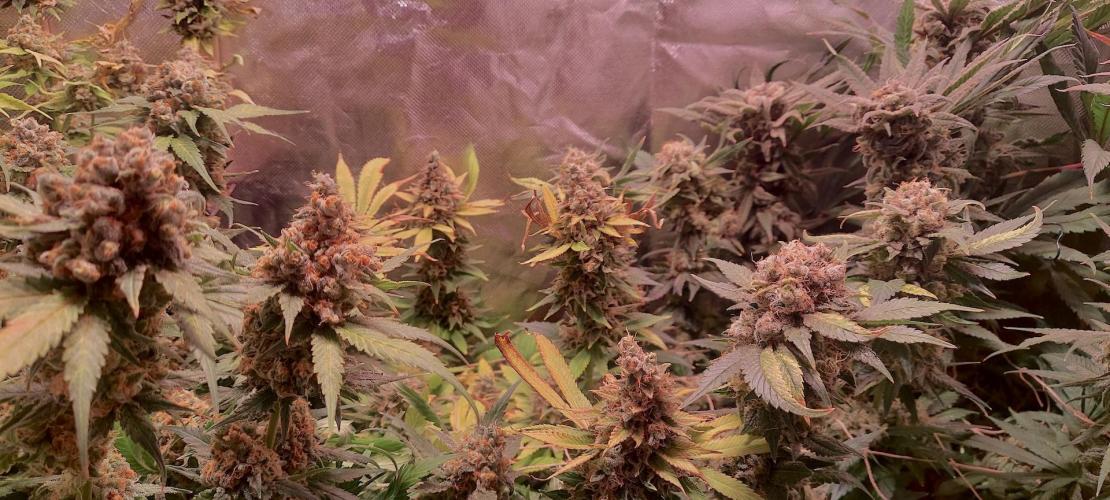 Sativa Lover - "The Classics". Week 18 - Jack Herer