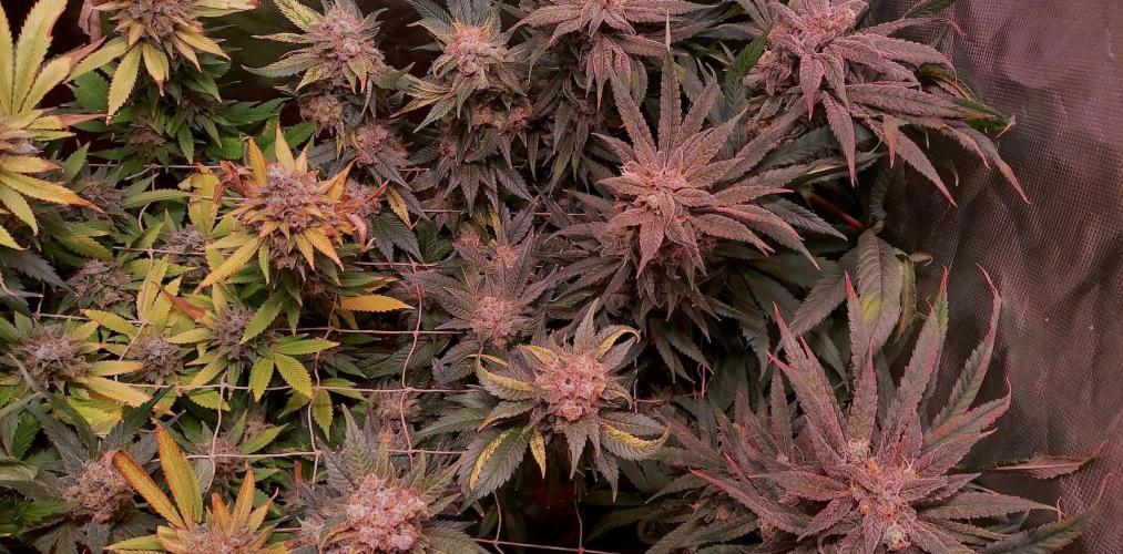 Sativa Lover - "The Classics". Week 18 - Blue Dream