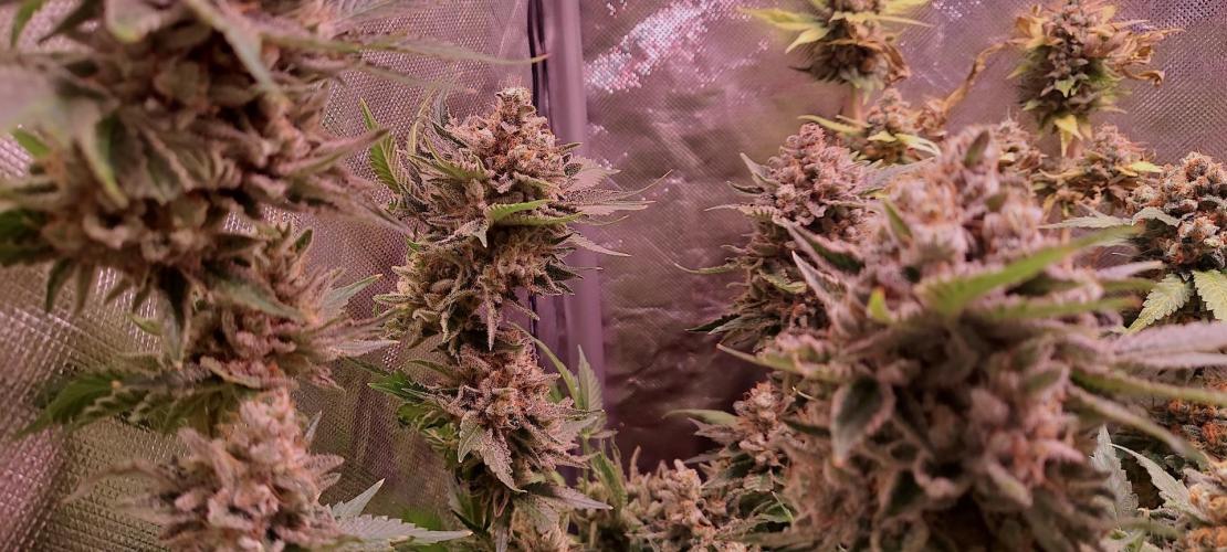 Sativa Lover - "The Classics". Week 18 - Diesel