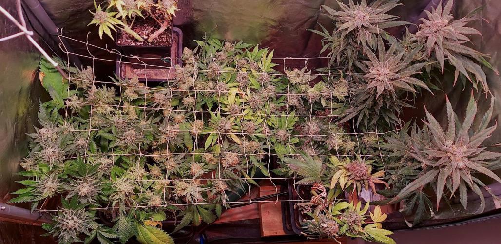 Sativa Lover - "The Classics". Week 18 - The lower section will be harvested in two weeks.