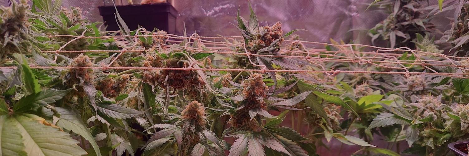 Sativa Lover - "The Classics". Week 18 - See yaa in 2 weeks.