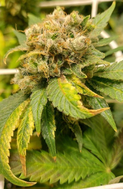 Sativa Lover - "The Classics". Week 18 - Acapulco Gold