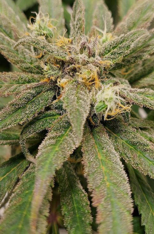 Sativa Lover - "The Classics". Week 18 - Blue Dream