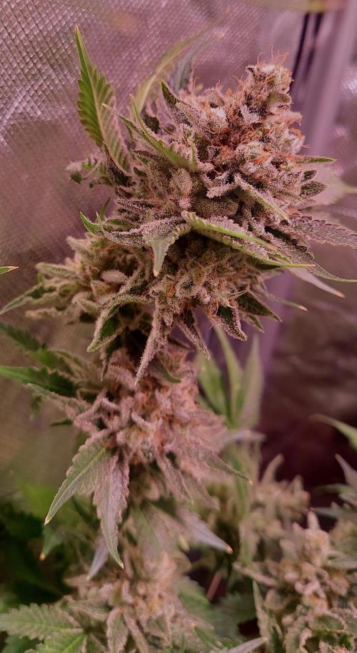 Sativa Lover - "The Classics". Week 18 - Diesel