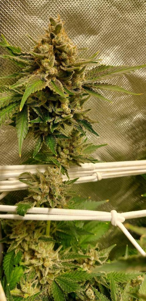 Sativa Lover - "The Classics". Week 18 - Diesel