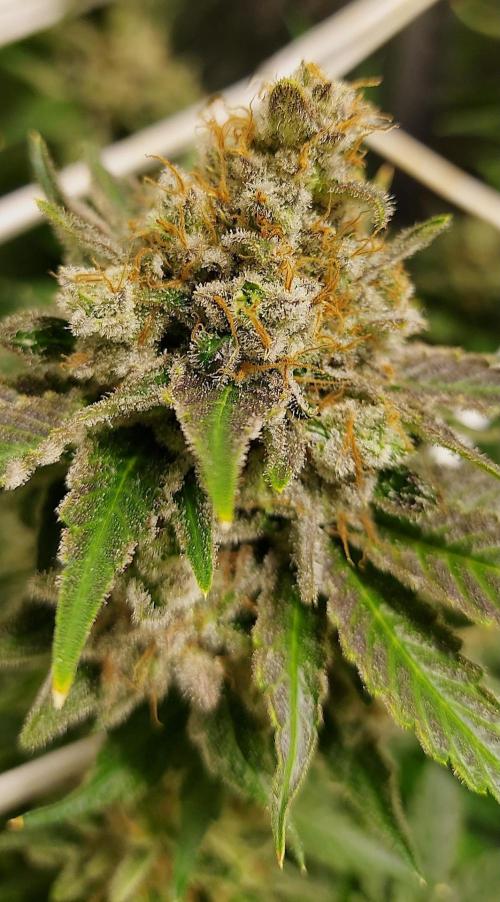 Sativa Lover - "The Classics". Week 18 - Diesel