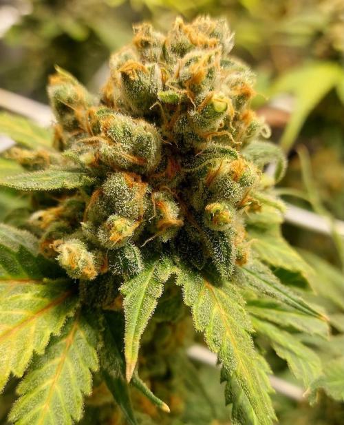 Sativa Lover - "The Classics". Week 18 - Jack Herer