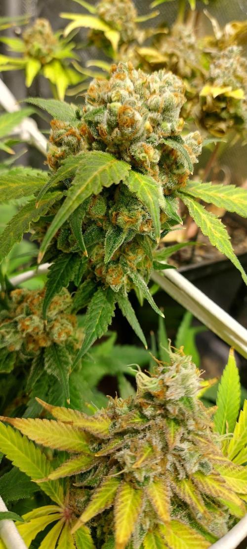 Sativa Lover - "The Classics". Week 18 - Jack Herer