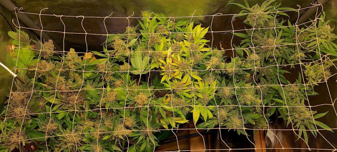 Sativa Lover - "The Classics". Week 20