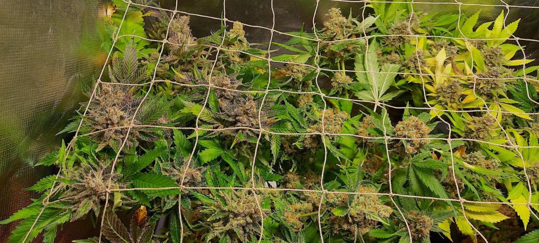 Sativa Lover - "The Classics". Week 20