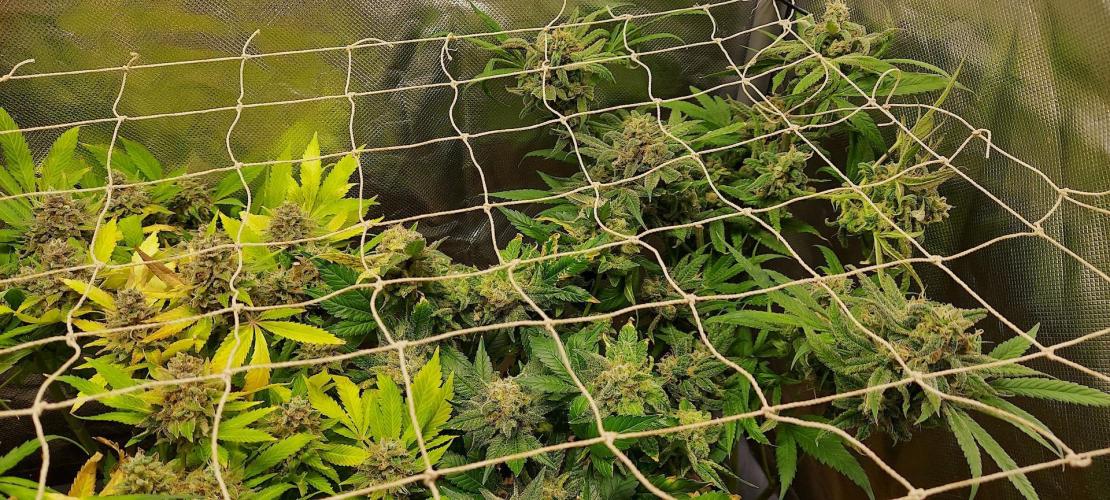 Sativa Lover - "The Classics". Week 20