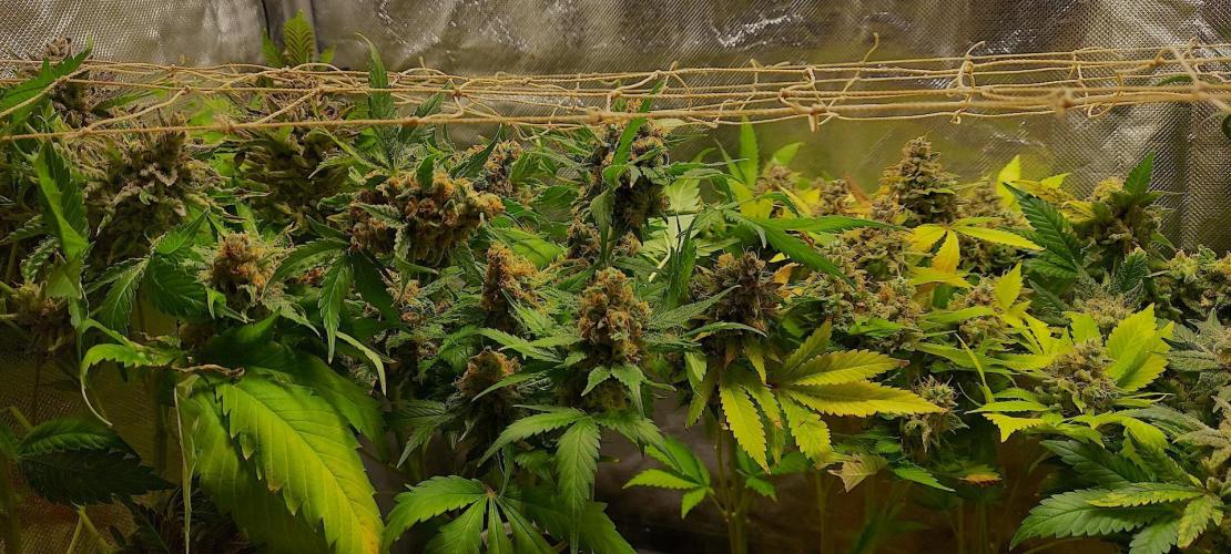 Sativa Lover - "The Classics". Week 20