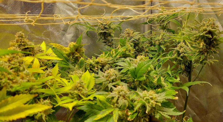 Sativa Lover - "The Classics". Week 20