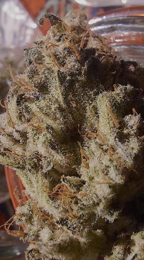 Sativa Lover - "The Classics". Week 18 - After 2 weeks