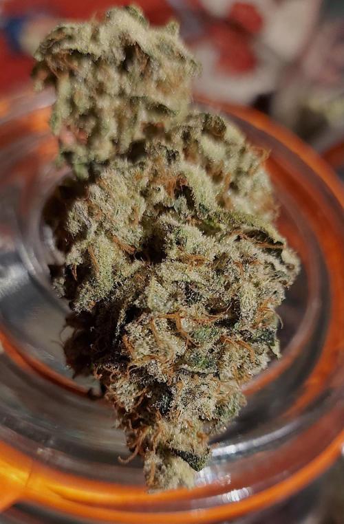 Sativa Lover - "The Classics". Week 18