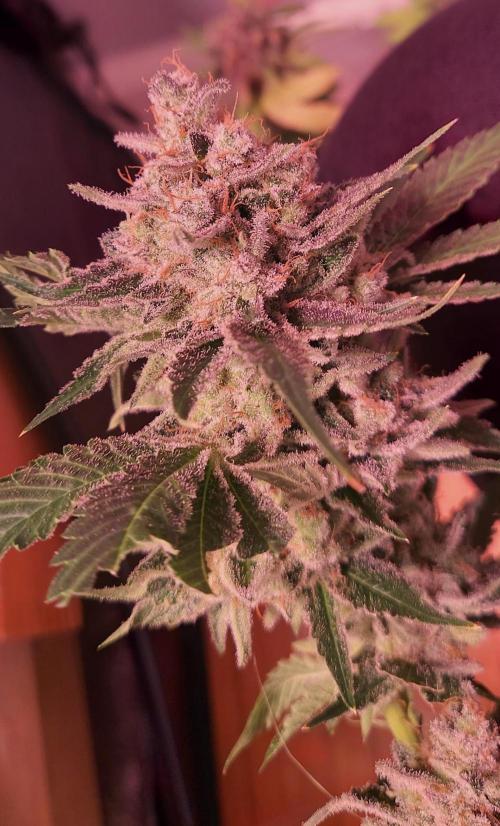 Sativa Lover - "The Classics". Week 18 - Just after harvest