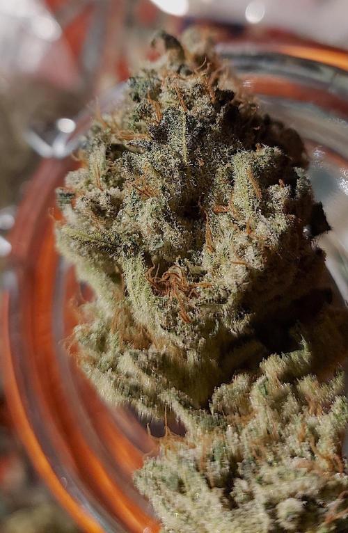 Sativa Lover - "The Classics". Week 18
