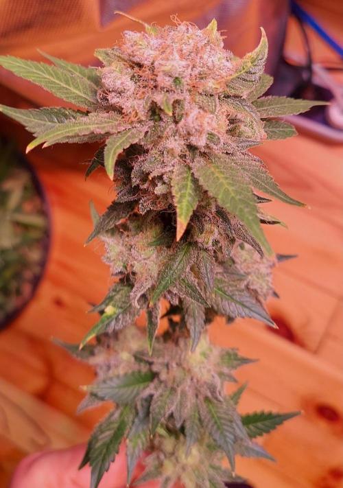 Sativa Lover - "The Classics". Week 18