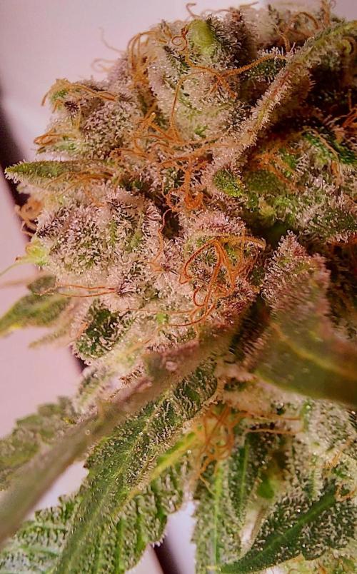 Sativa Lover - "The Classics". Week 18