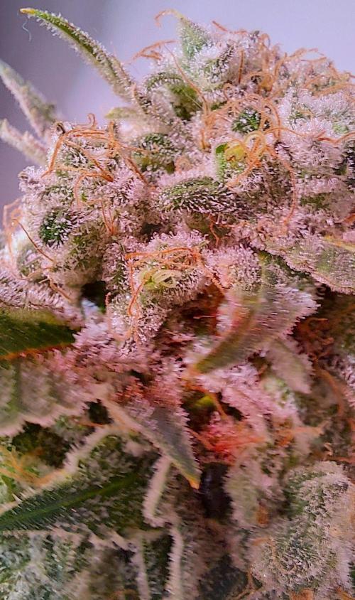 Sativa Lover - "The Classics". Week 18