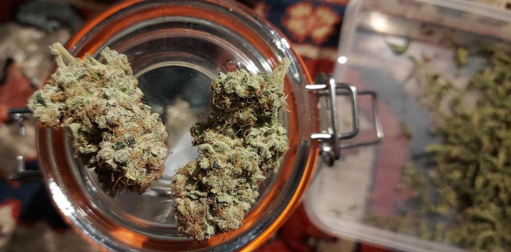 Sativa Lover - "The Classics". Week 18