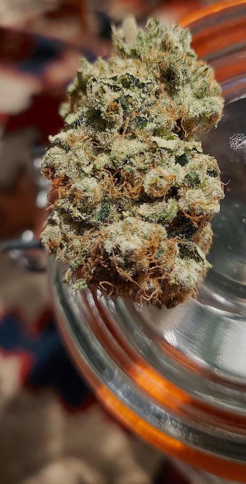 Sativa Lover - "The Classics". Week 18