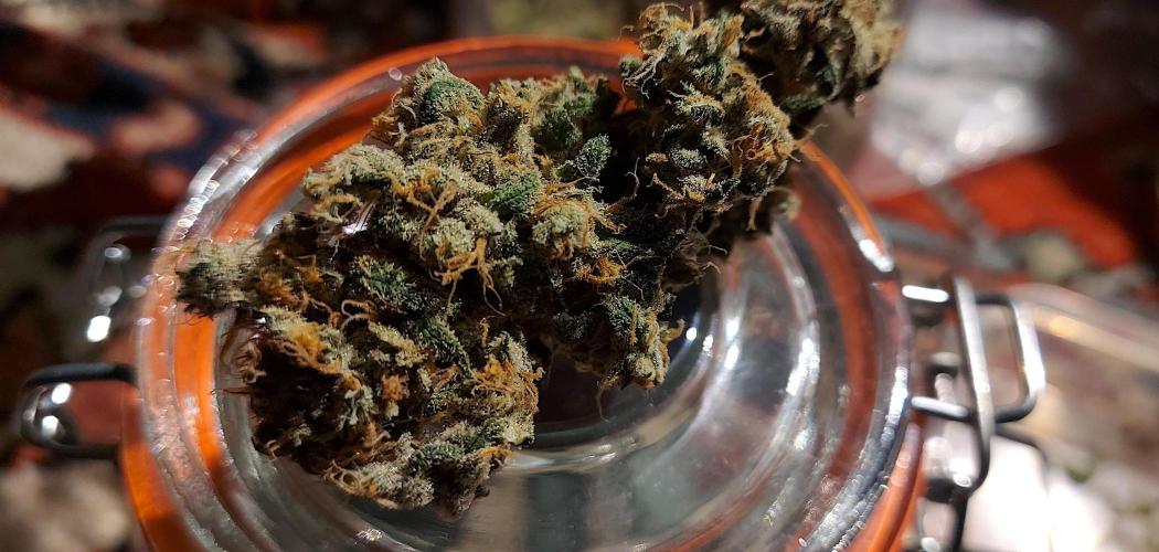 Sativa Lover - "The Classics". Week 18