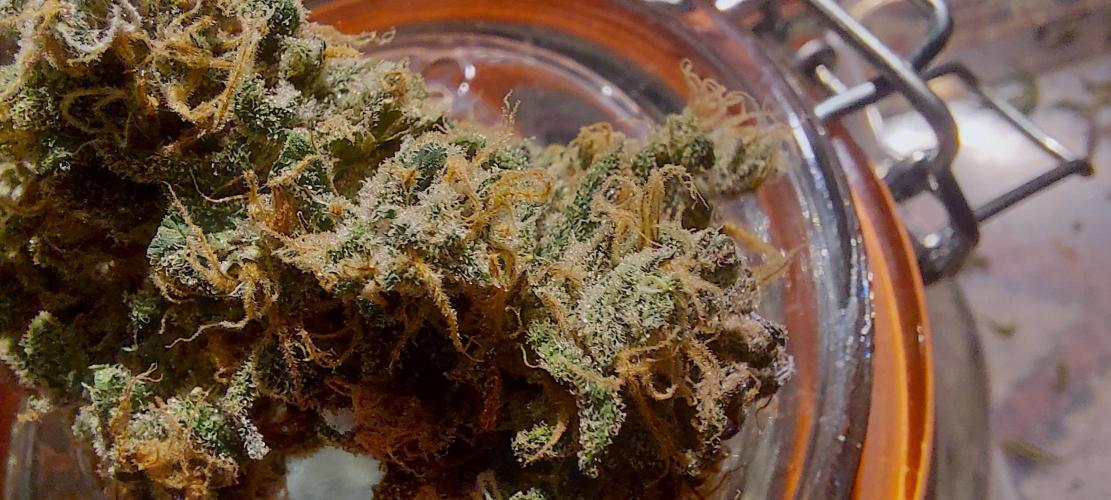 Sativa Lover - "The Classics". Week 18