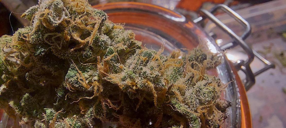 Sativa Lover - "The Classics". Week 18