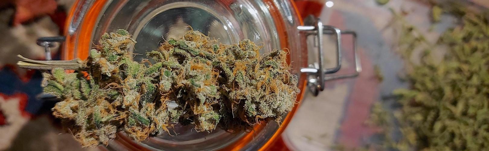 Sativa Lover - "The Classics". Week 18